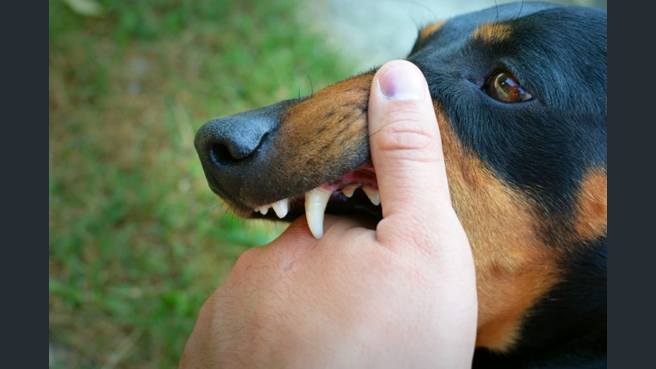 Injuries You Might Sustain if You Were Bitten by a Dog