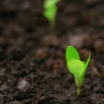 Roundup Lawsuit